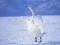 Gioco Graceful Swans in linea
