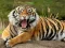 Gioco Animals Jigsaw Puzzle Tiger in linea