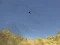 Gioco Toucan Shooter in linea