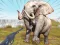 Gioco Zoo Anomaly Simulation in linea