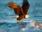 Gioco Animals Jigsaw Puzzle Eagle in linea