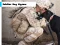 Gioco Soldier Dog Jigsaw in linea