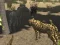 Gioco African Cheetah Hunting Simulator in linea