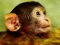 Gioco Funny Baby Monkey in linea