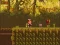 Gioco The Lost Forest in linea