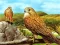 Gioco Birds of Prey Slide in linea