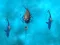 Gioco Avoid the Sharks in linea