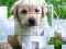 Gioco PicPu Dog in linea