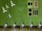 Gioco Pigeon Escape 2 in linea