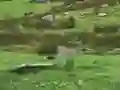 Gioco Pigeons Hunting in linea