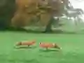 Gioco Hunted Fox in linea