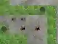 Gioco Spider Tower Defence in linea