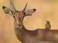 Gioco Wild Deer Jigsaw in linea