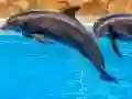 Gioco Sea Dolphin Jigsaw in linea