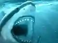 Gioco Hungry Shark in linea