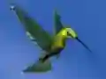 Gioco Hummingbird House Escape in linea