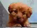 Gioco Puppy Puzzle in linea