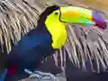 Gioco Toucan Bird Jigsaw in linea