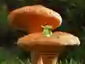 Gioco Mushroom Plant Land Escape in linea