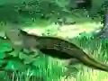 Gioco Lizard Forest Escape in linea