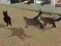 Gioco Run Cat Cat Race in linea