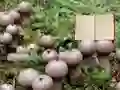 Gioco Lycoperdon Mushroom Land Escape in linea