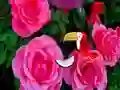 Gioco Precious Rose Escape in linea