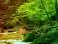 Gioco Peaceful Rainbow Forest Escape in linea
