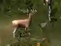 Gioco Sniper Hunting Deadly Animal in linea