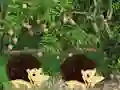 Gioco Escape From Mango Farm in linea