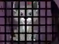 Gioco Trapped Wolf Rescue in linea