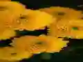 Gioco Chrysanthemums Jigsaw in linea