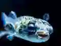 Gioco Puffer Fish Jigsaw in linea