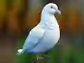 Gioco Realistic Pigeon Rescue in linea
