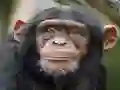 Gioco Chimpanzee Jigsaw in linea