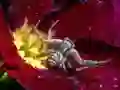 Gioco Crab Spider Jigsaw in linea