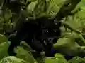 Gioco Escape from Black Panther Forest in linea