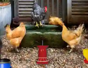 Gioco Poultry Farm Easter Escape in linea
