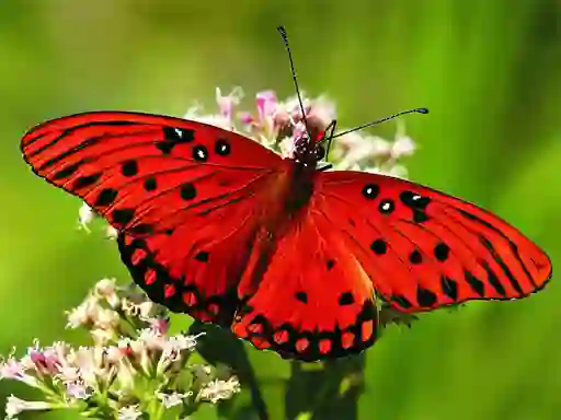Gioco Nature Jigsaw Puzzle Butterfly in linea