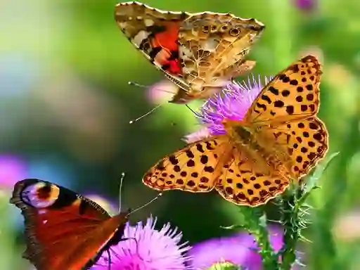 Gioco Butterfly Slide in linea