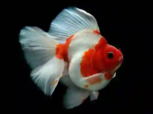 Gioco Gold Fish Jigsaw Puzzle in linea