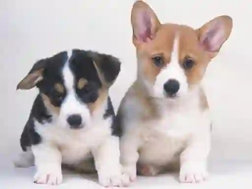 Gioco Cute Puppies Puzzle in linea