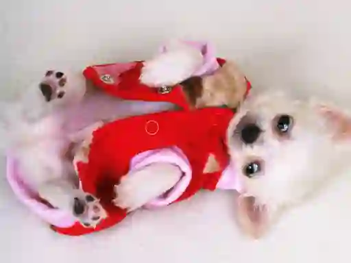 Gioco Lovely Puppy Slide in linea