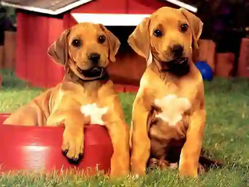 Gioco Puppy Pairs Puzzle in linea