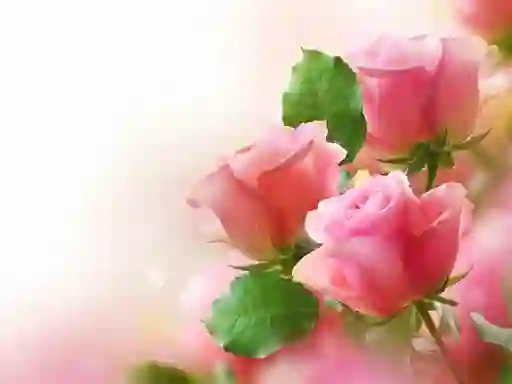 Gioco Pink Roses in linea