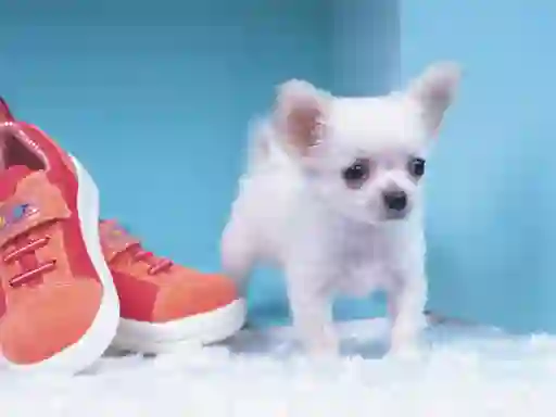 Gioco Lovely Puppy Puzzle in linea