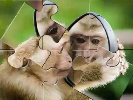Gioco Chimpanzee Jigsaw in linea
