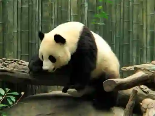 Gioco Pandas Puzzle in linea