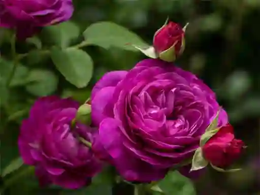 Gioco Purple Roses in linea