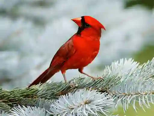 Gioco Birds Puzzle in linea